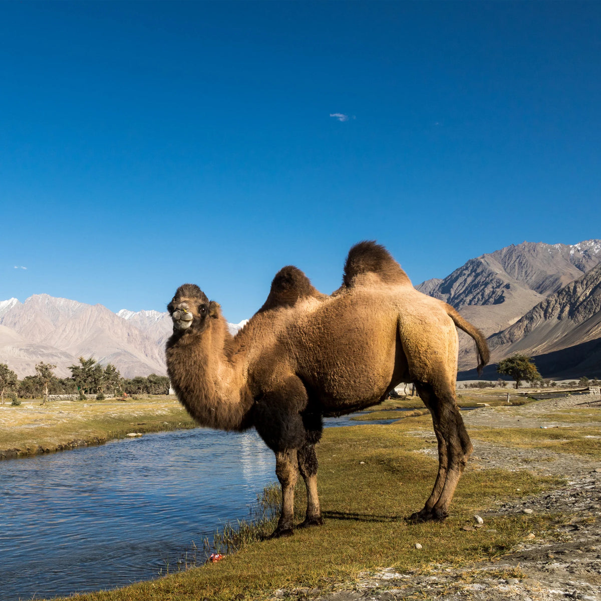 Camel Wool Scarf One of a Kind Himalayan Double Hump Bactrian Camel Wool Muffler Handwoven in Ladakh Brown 15x67